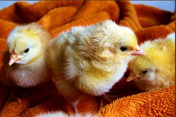 Лактосепт (Laktocept)